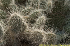 fuzzy cactus